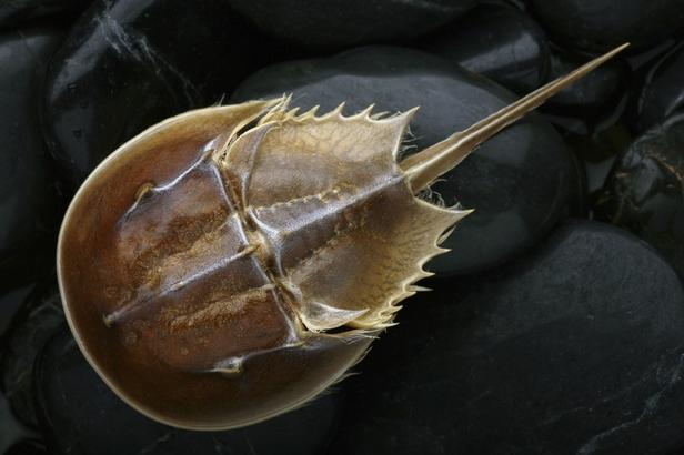 Едят ли мечехвостов?