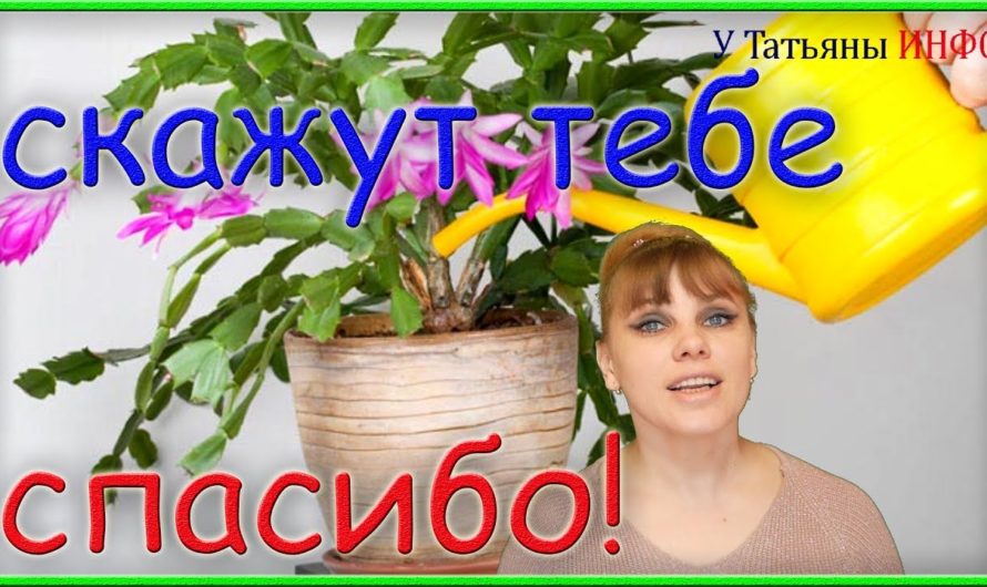 Не спеши сливать воду от МАКАРОН и КАРТОФЕЛЯ. Вот, что с ней можно сделать!